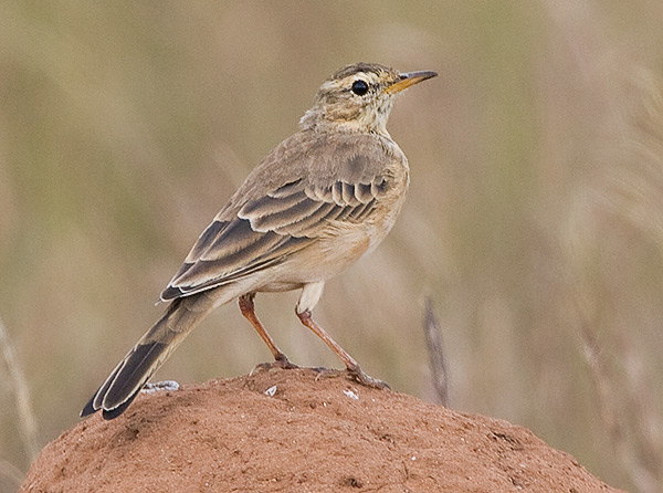 Plain-backed Pipit